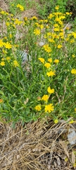 Senecio skirrhodon