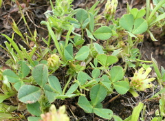 Trifolium fucatum
