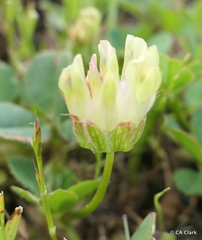 Trifolium fucatum