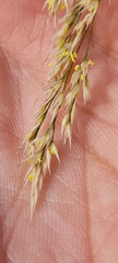 Oloptum miliaceum