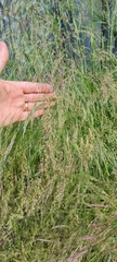 Oloptum miliaceum