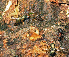 Otites formosa