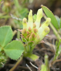 Trifolium fucatum