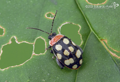 Alagoasa bipunctata perennis