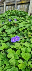 Ipomoea indica