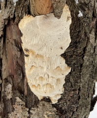 Antrodia heteromorpha