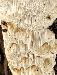 Antrodia heteromorpha