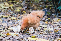 Gallus gallus domesticus