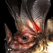 White-throated Round-eared Bat - Photo (c) Desmodus, some rights reserved (CC BY-SA)