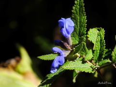 Salvia cuspidata