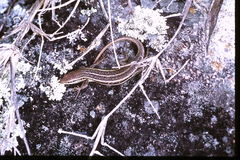 Trachylepis elegans