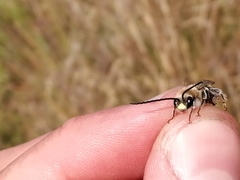 Eucera