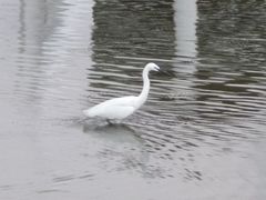 Egretta garzetta