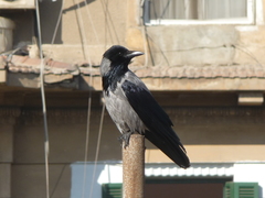 Corvus cornix