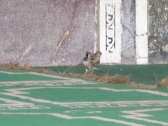 Passer domesticus