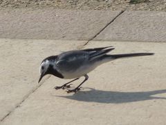Motacilla alba