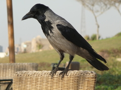 Corvus cornix