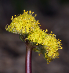 Lomatium austiniae