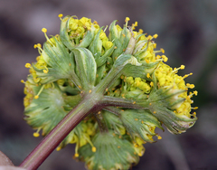 Lomatium austiniae