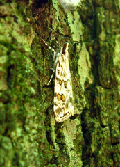 Scoparia pyralella