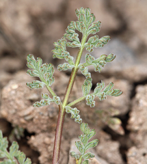 Lomatium austiniae