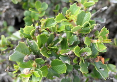 Ceanothus decornutus