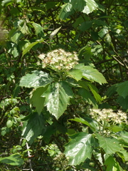 Karpatiosorbus