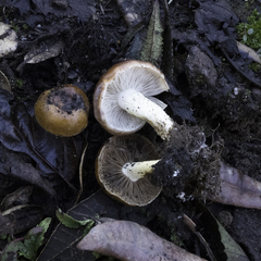 Pholiota brunnescens