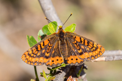 Euphydryas aurinia beckeri