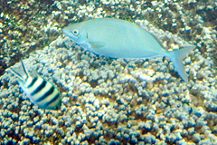 Siganus argenteus
