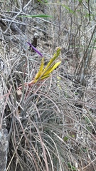 Tillandsia ortgiesiana