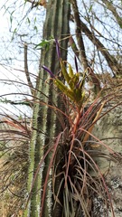 Tillandsia ortgiesiana