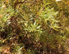 Searsia angustifolia