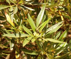Searsia angustifolia