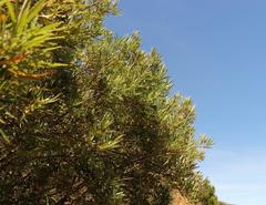 Searsia angustifolia