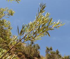 Searsia angustifolia