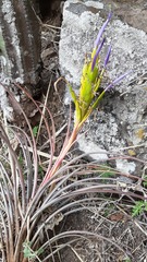 Tillandsia ortgiesiana