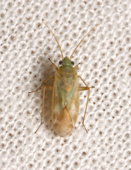 Megalocoleus molliculus