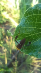 Leptoglossus cinctus