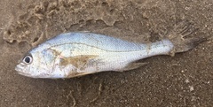 Pachyurus bonariensis