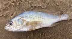 Pachyurus bonariensis