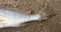 Pachyurus bonariensis