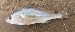 Pachyurus bonariensis