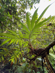 Pholidostachys pulchra