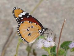 Danaus chrysippus