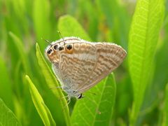 Lampides boeticus