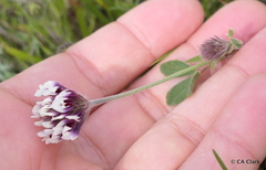 Trifolium dichotomum