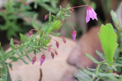 Tetratheca hirsuta viminea