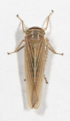 Limotettix