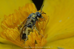 Tenthredo talyshensis